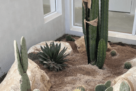 Minimalist Cacti House